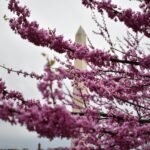 Cherry Blossom Festival Washington DC