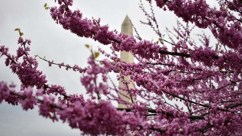Cherry Blossom Festival Washington DC