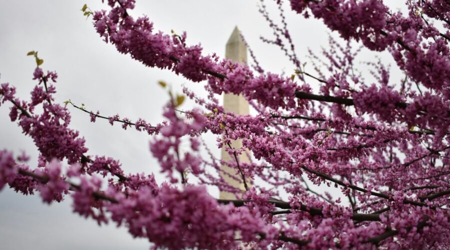 Cherry Blossom Festival Washington DC